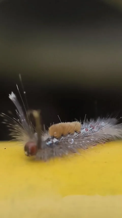 Caterpillar macro on yellow surface Stock Footage 333047291