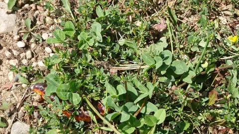 The caterpillar makes the way through a grass. Video stock 116963763
