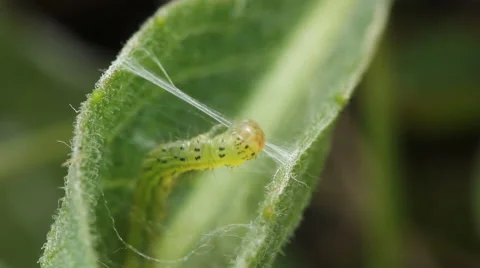 Caterpillar making a cocoon on green leave Stock Footage 68101860