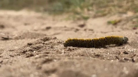 Caterpillar making its way across a sandy trail in a natural outdoor setting Stockbeeldmateriaal 310510219