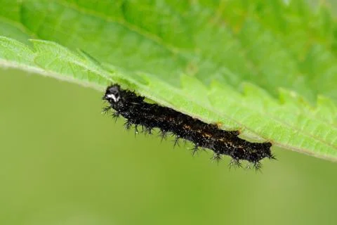 Caterpillar of map butterfly Stock Photos