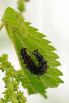 Caterpillar of map butterfly Foto stock