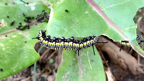 Caterpillar on milkweed Stock Footage 225307875