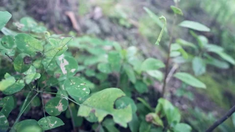 A caterpillar moth descends on a web Stock Footage 308631750