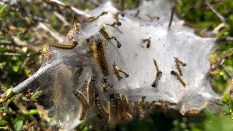 Caterpillar Moth Larvae escaping from it's complex web Stock Footage 154318234