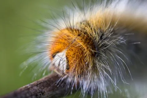 A caterpillar of moth Stock Photos