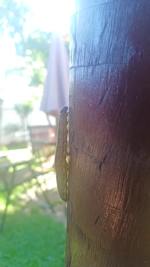 Caterpillar in motion Stock Footage 303786171