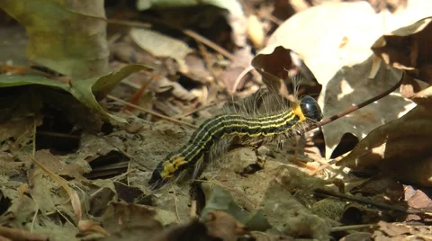 Caterpillar on the Move - 2 Video stock 45150574