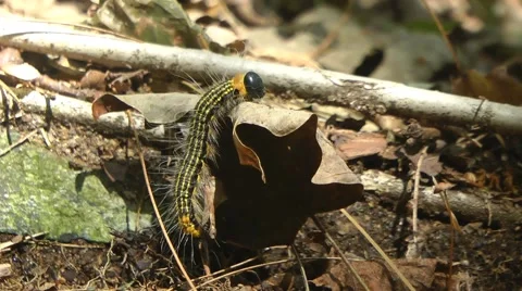 Caterpillar on the Move Video stock 45150502