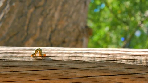 Caterpillar movement on a log Stock Footage 124391395
