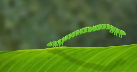 A caterpillar moves over a leaf Stock Footage 123231242