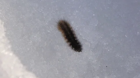 Caterpillar Moves Through Ice; Spring Awakening Stock Footage 105103179