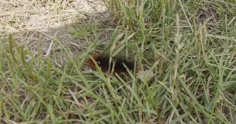 Caterpillar moves very quickly on the grass Video stock 137942982