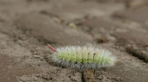 Caterpillar moving to the camera 스톡 동영상 42430701