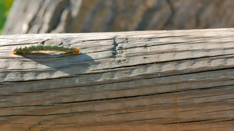 Caterpillar moving down a log Stock Footage 124391359