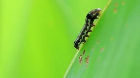 Caterpillar moving on the edge of a leaf Stock Footage 152905296