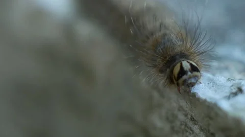 Caterpillar Moving Stock Footage 46873771