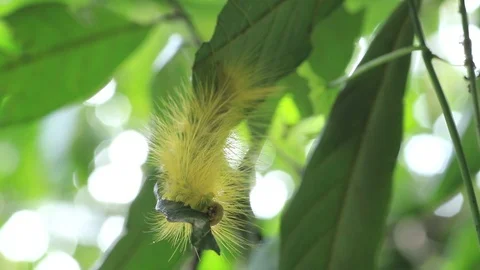 Caterpillar  moving Stock Footage 87578248