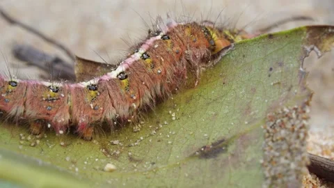The caterpillar is moving. Stock Footage 304898766