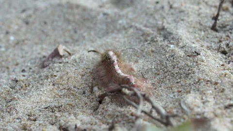 The caterpillar is moving. Stock Footage 304899201