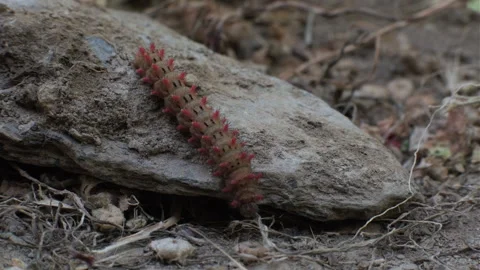 Caterpillar moving over stone, curiously finding its path over the obstacles in Stock Footage 338034550