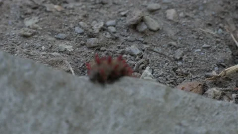 Caterpillar moving over stone, curiously finding its path over the obstacles in Stock Footage 338034651