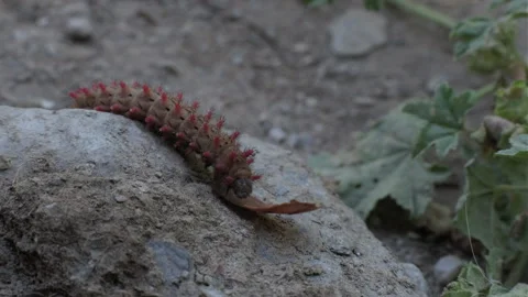 Caterpillar moving over stone, curiously finding its path over the obstacles in Stock Footage 338045208