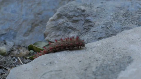Caterpillar moving over stone, curiously finding its path over the obstacles in Stock Footage 338045260