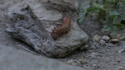 Caterpillar moving over stone, curiously finding its path over the obstacles in Stock Footage 338045283