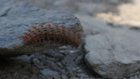 Caterpillar moving over stone, curiously finding its path over the obstacles in Stock Footage 338045339
