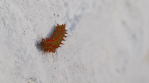 Caterpillar moving on a rock Stock Footage 48132802