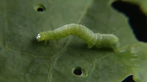 Caterpillar Moving Slowly Stock Footage 122078098