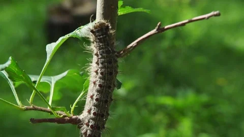 Caterpillar moving on stem Stock Footage 81418866