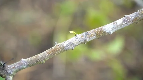 A caterpillar moving on a stem of tree, A worm on a tree branch Video stock 114968270