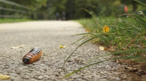 Caterpillar moving towards camera - close up Stock Footage 54390932