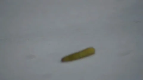Caterpillar moving in white background Stock Footage 37752423