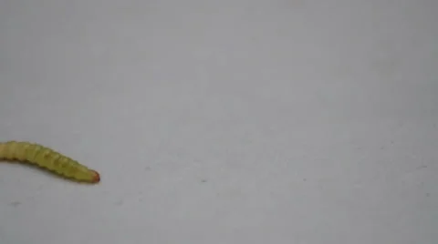 Caterpillar moving in white background Stock Footage 37752587
