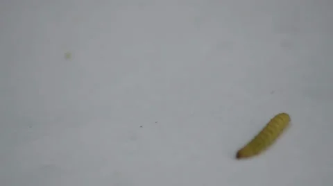 Caterpillar moving in white background Stock-Footage 37752632