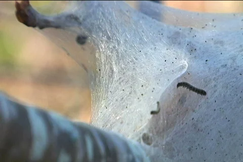 Caterpillar Nest Vidéo 373939