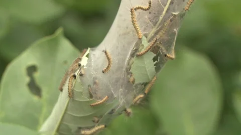 Caterpillar Nest Video stock 79474673