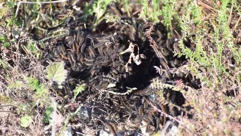 Caterpillar nest Video stock 85187772