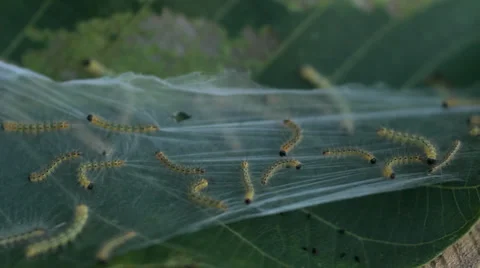 Caterpillar Nest on Leaf HD Stock Footage 35419707
