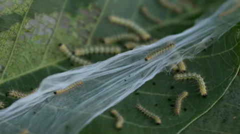 Caterpillar Nest on Leaf HD Stock Footage 35507778
