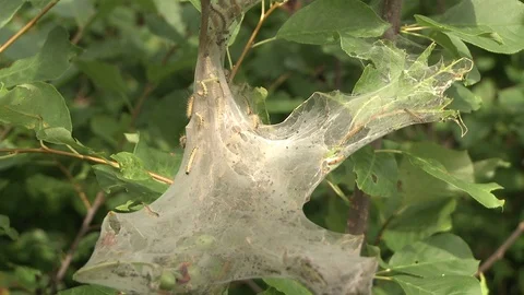 Caterpillar Nest in Tree Video stock 79474681