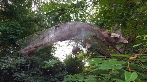 Caterpillar nest in a tree Stock Footage 94645302