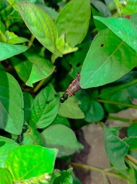 A caterpillar that is oak on a leaf Stock Photos