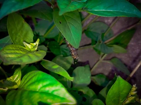 A caterpillar that is oak on a leaf Stock Photos