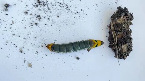 The caterpillar oleander hawk moth moves with the help of muscles in wave-l.. Stock Footage 303424840