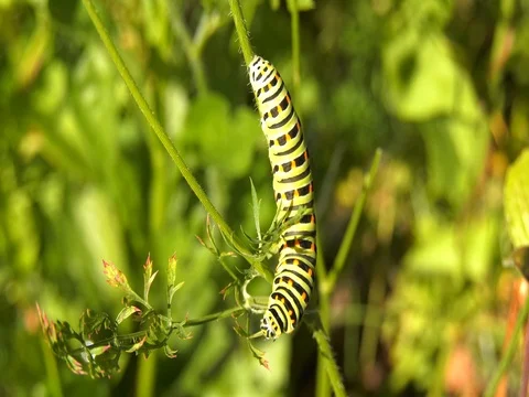 Caterpillar papilio machaone eats a green leaf Stock Footage 78128602