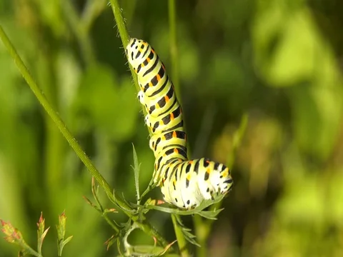 Caterpillar papilio machaone eats a green leaf Stock Footage 78128767